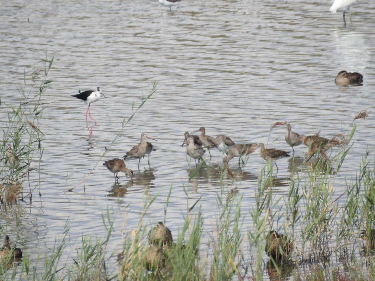 Black-tailed Godwit - ML647269679