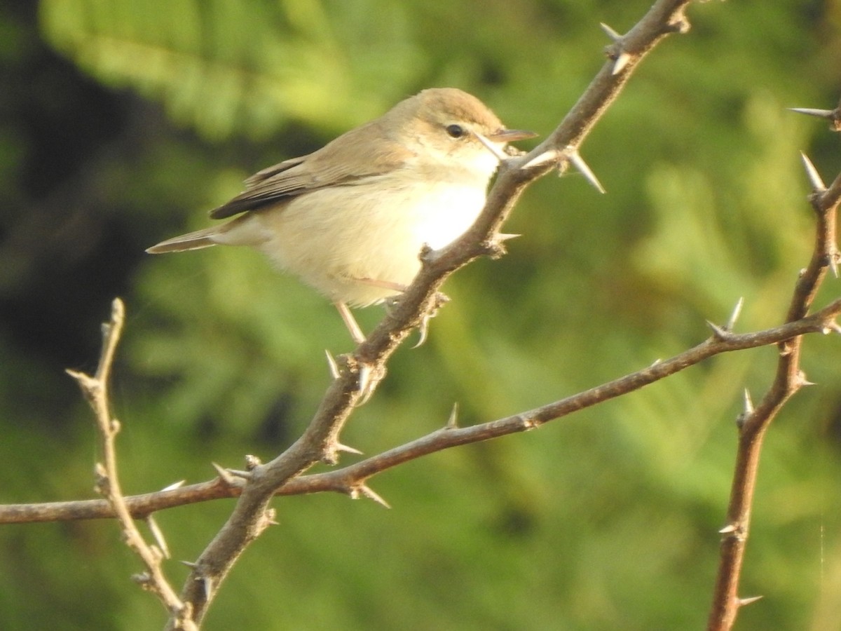 Booted Warbler - ML647269680