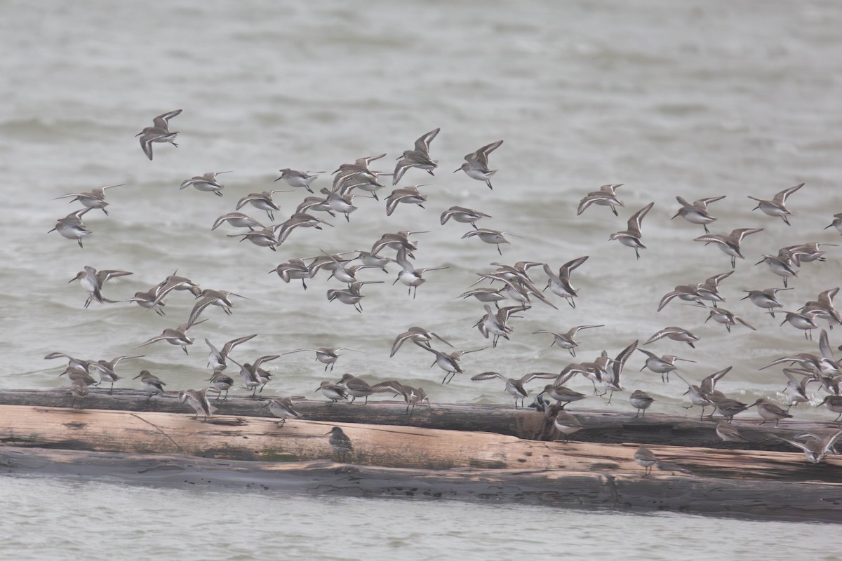 Dunlin - ML647269683