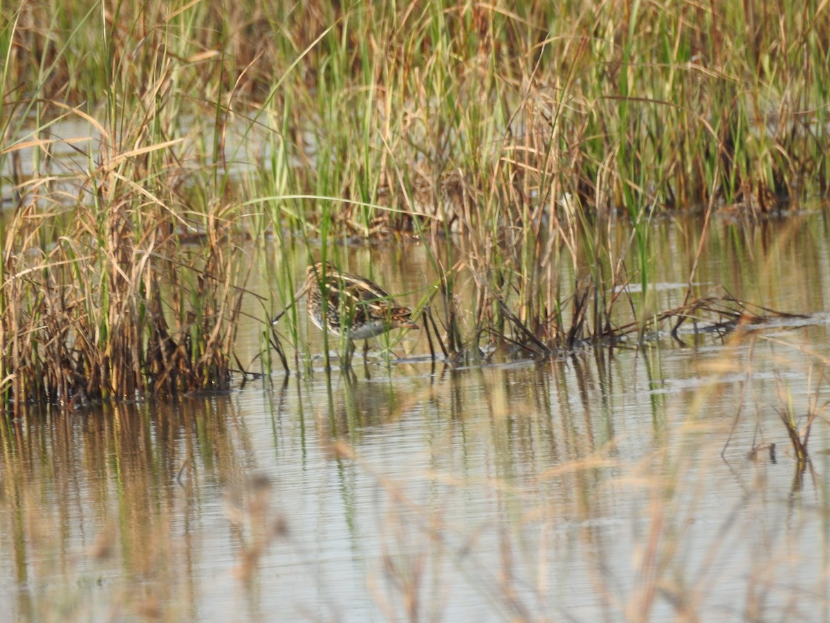 Common Snipe - ML647269684