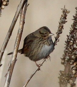 Lincoln's Sparrow - ML647269685