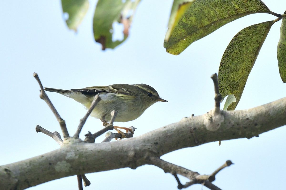 Yellow-browed Warbler - ML647269687