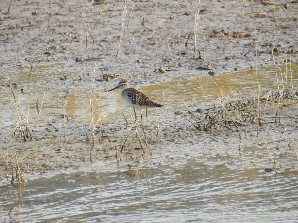 タカブシギ - ML647269689