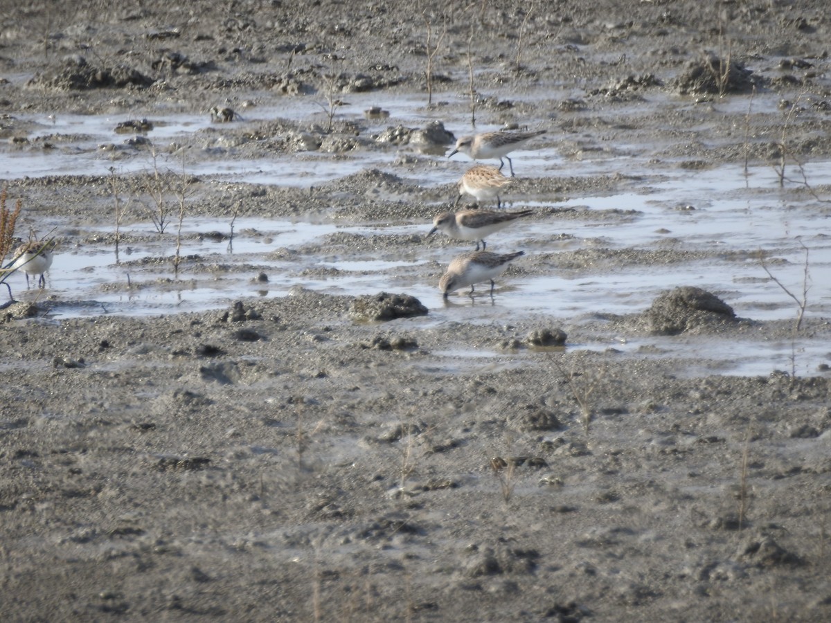 Red-necked Stint - ML647269692