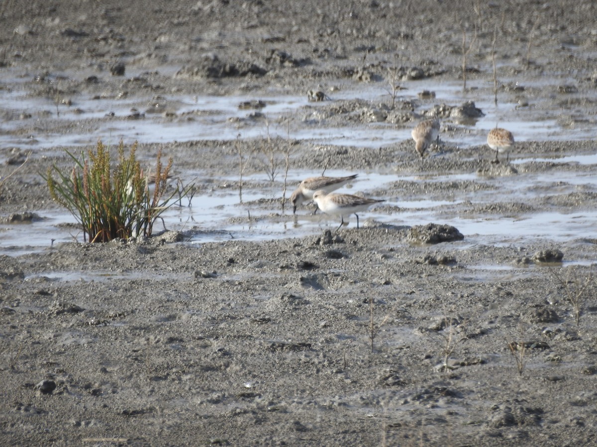 Red-necked Stint - ML647269693