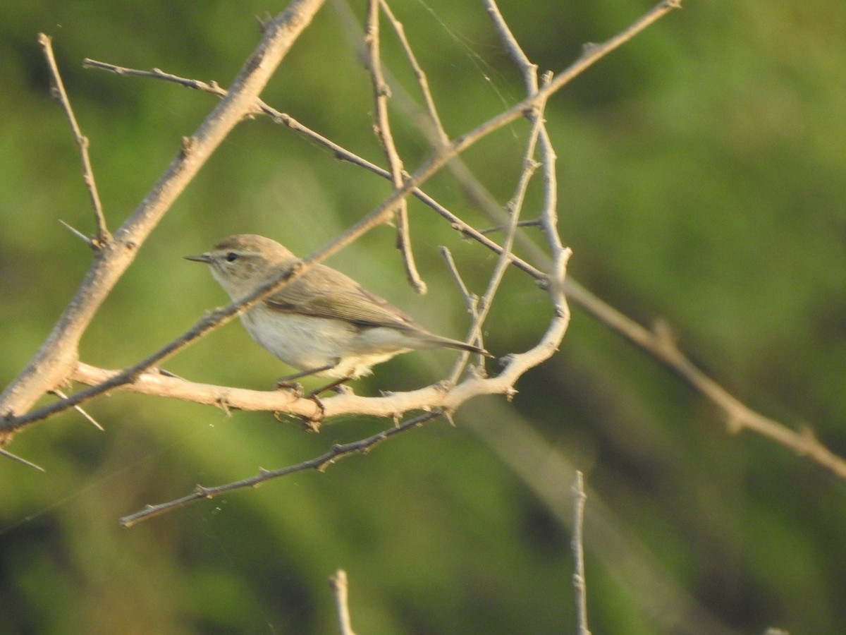 Common Chiffchaff - ML647269696