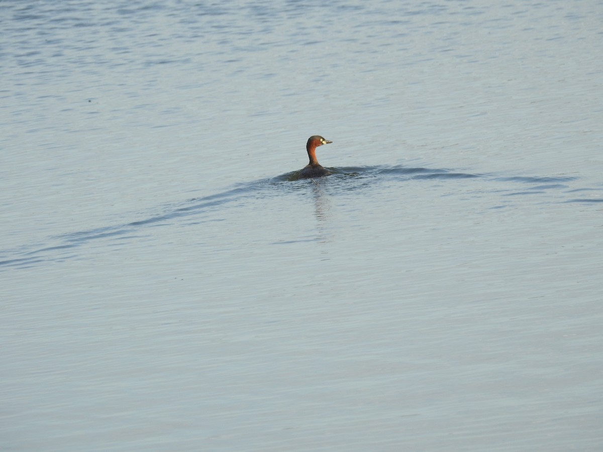 Little Grebe - ML647269698