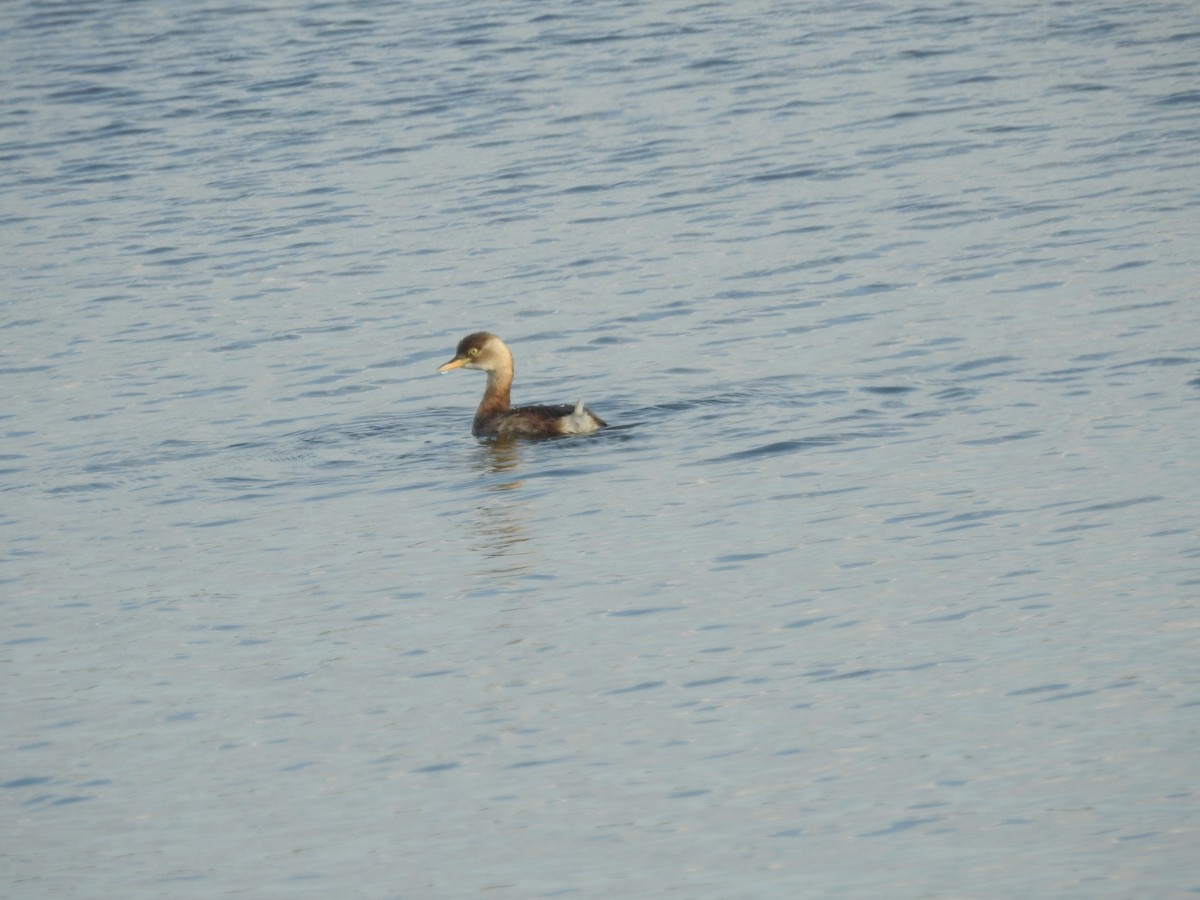 Little Grebe - ML647269699