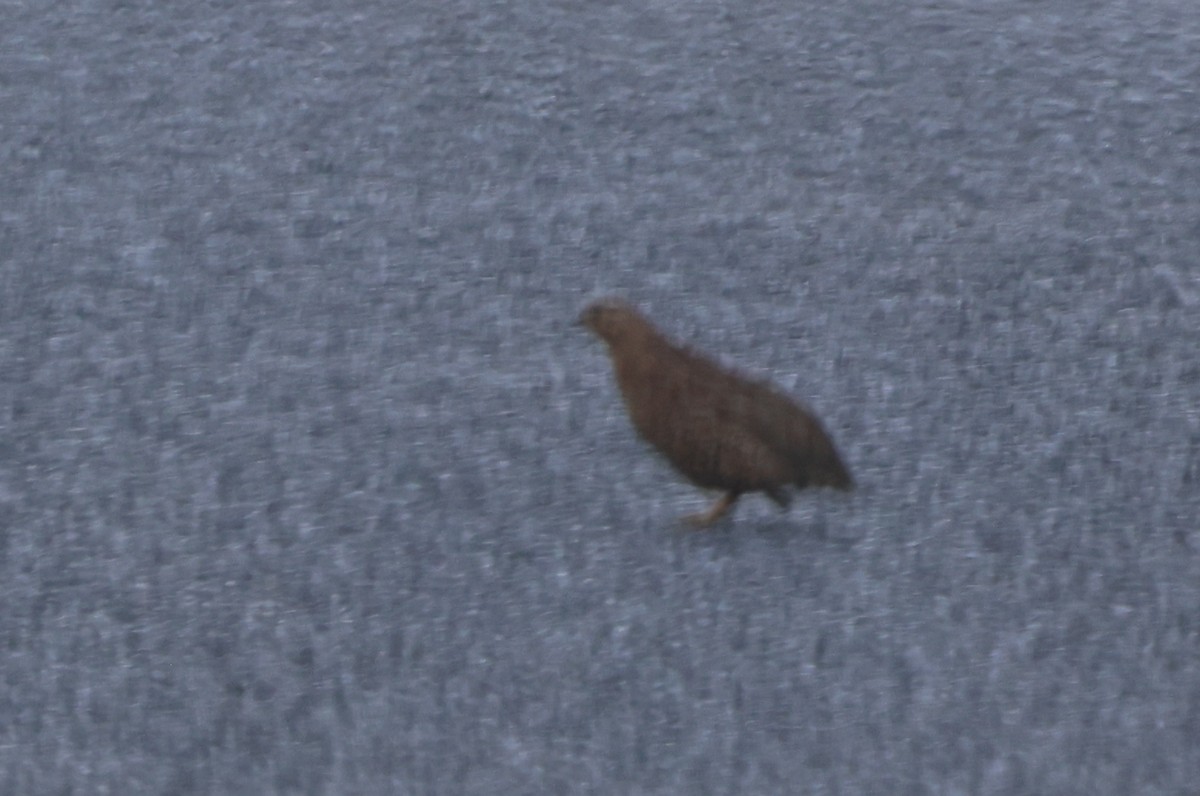 Brown Quail - ML647269700