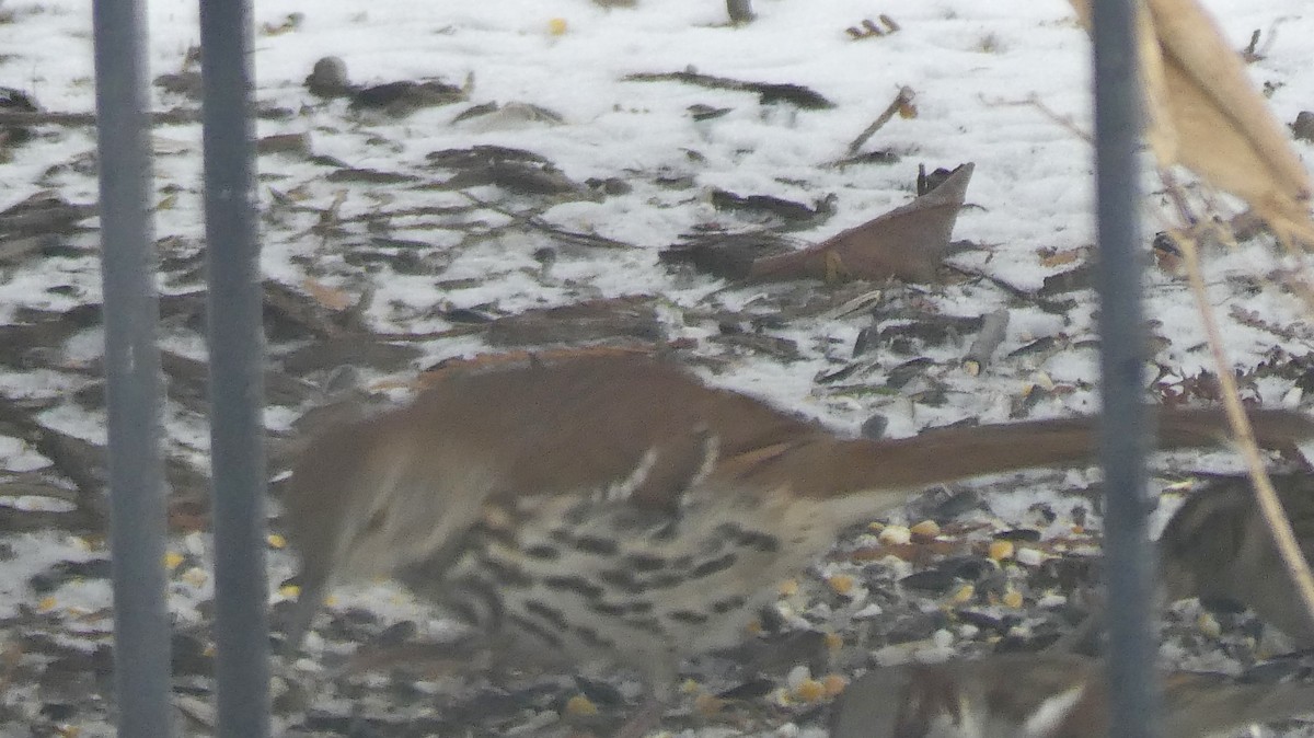 Тремблер прямодзьобий - ML647269701