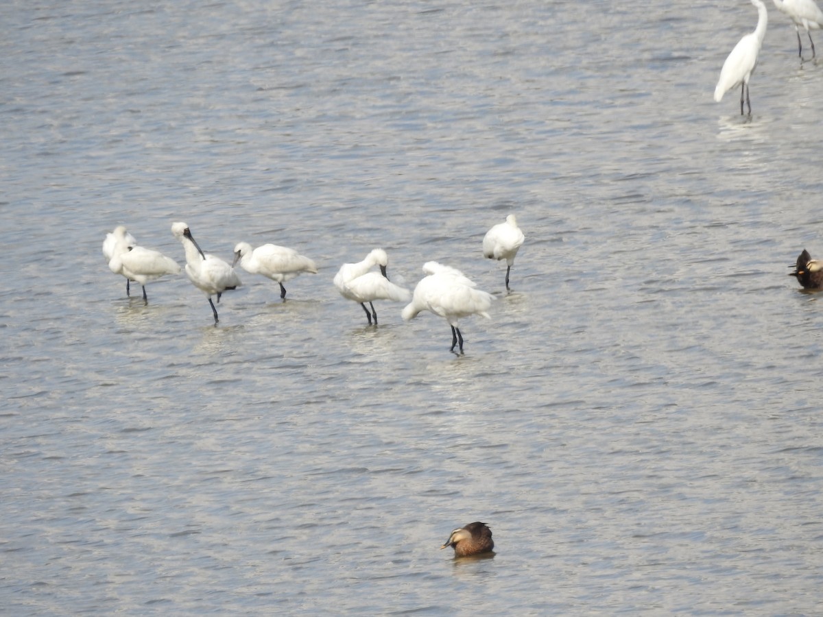 Black-faced Spoonbill - ML647269703
