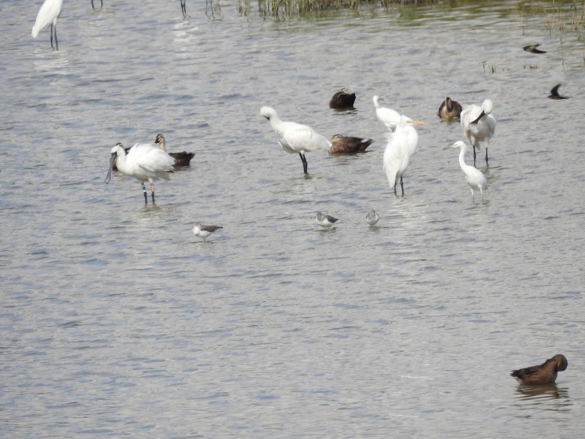 Black-faced Spoonbill - ML647269704