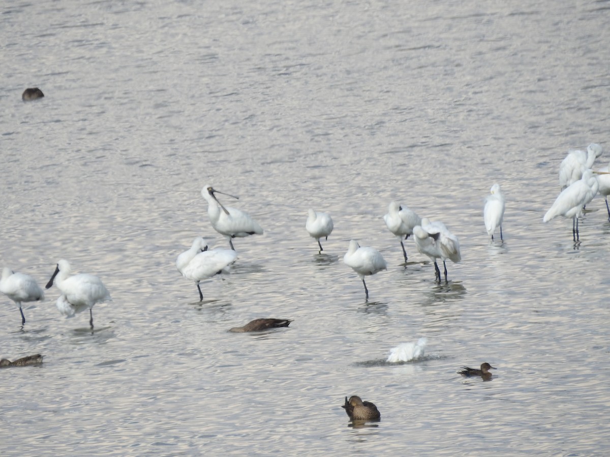 Black-faced Spoonbill - ML647269706