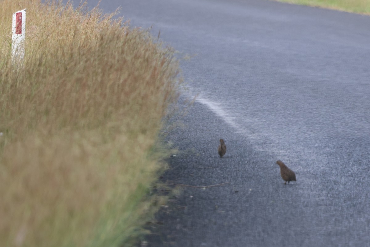 Brown Quail - ML647269708