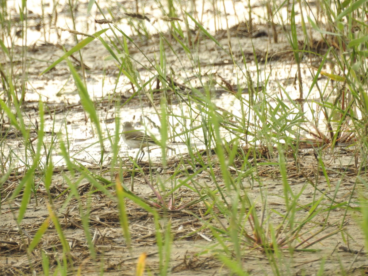 Eastern Yellow Wagtail - ML647269709