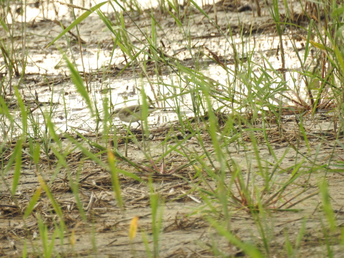 Eastern Yellow Wagtail - ML647269710