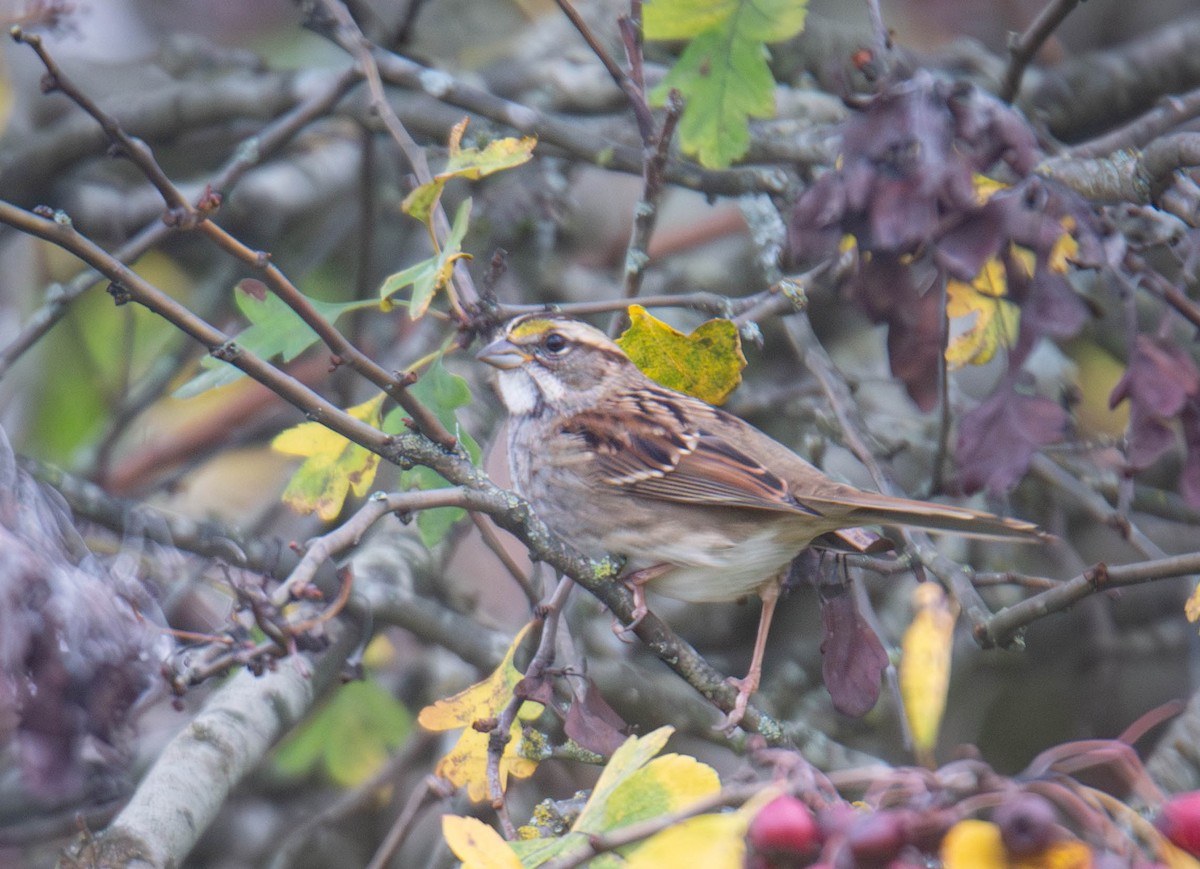 White-throated Sparrow - ML647269712