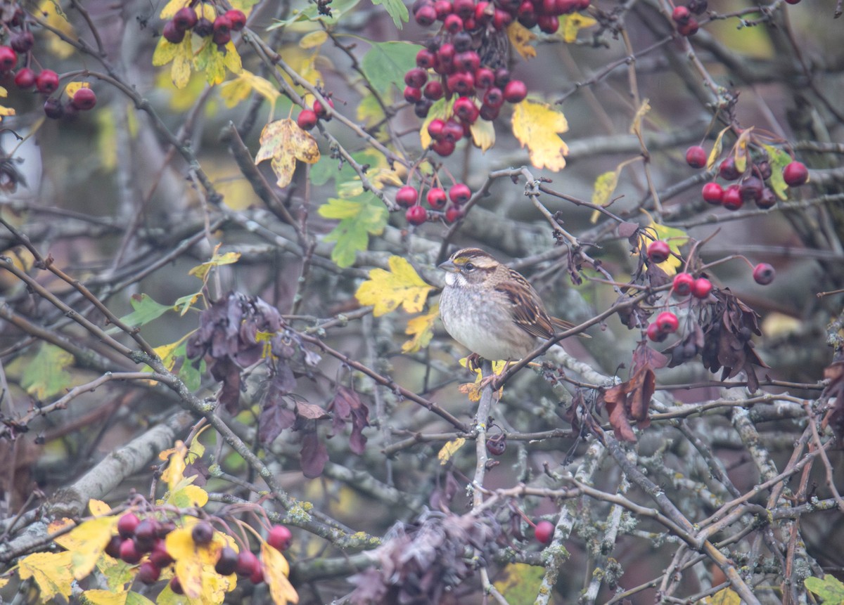 White-throated Sparrow - ML647269713