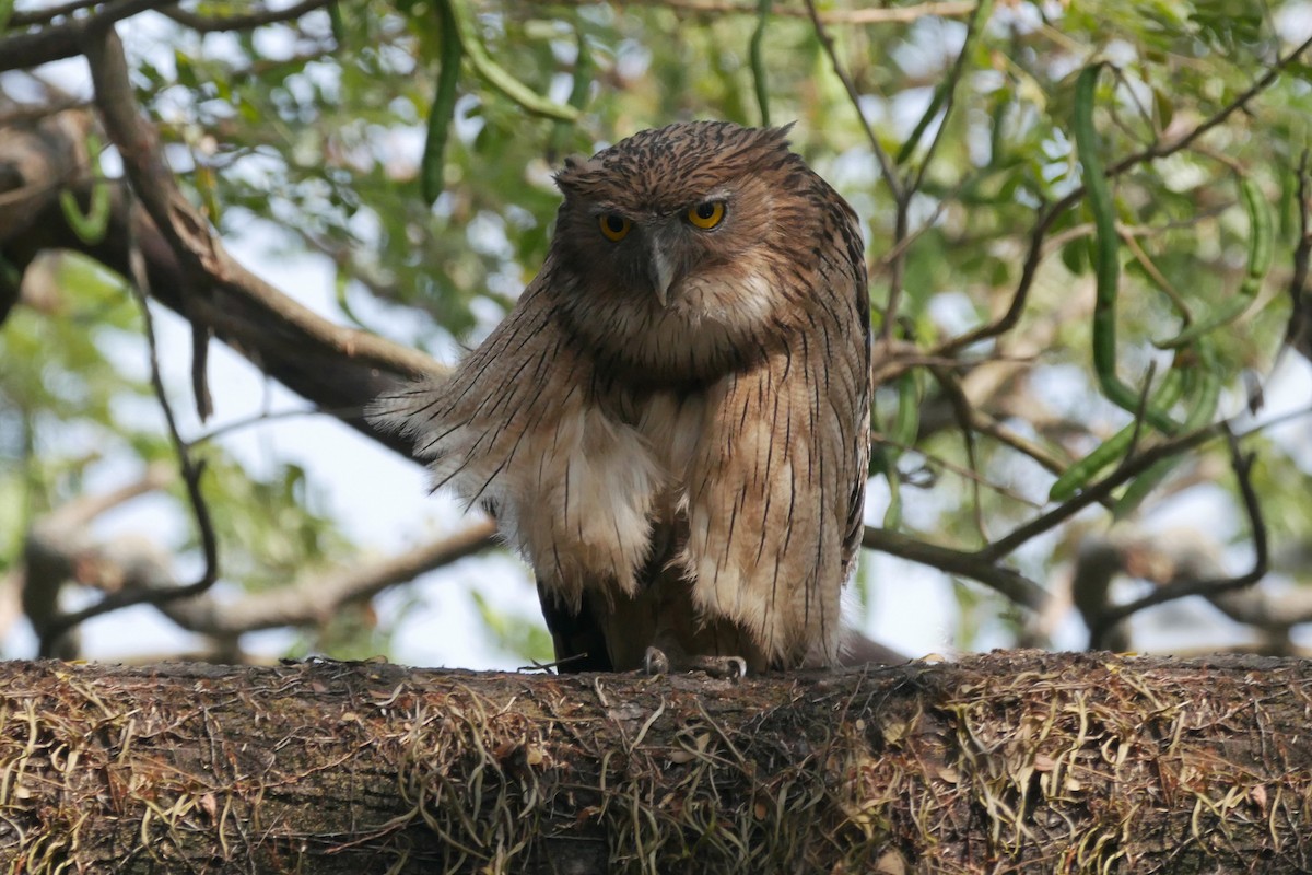 Búho Pescador de Sri Lanka - ML647269714