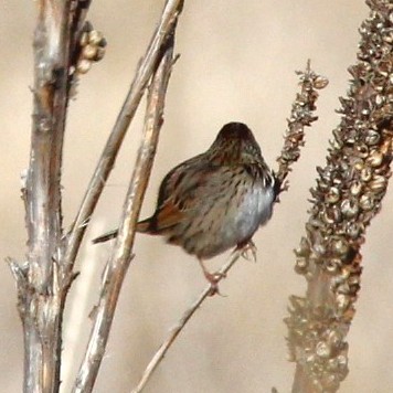 Lincoln's Sparrow - ML647269716