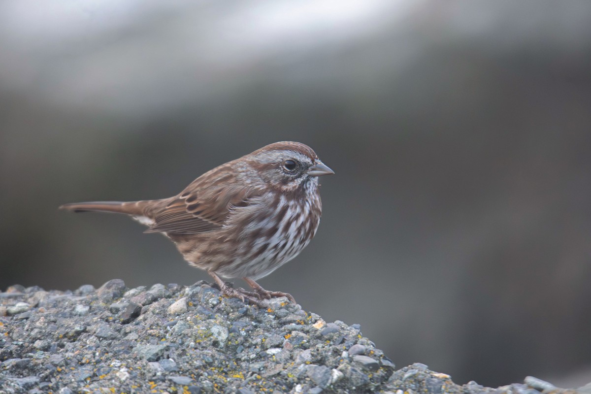 Song Sparrow - ML647269718