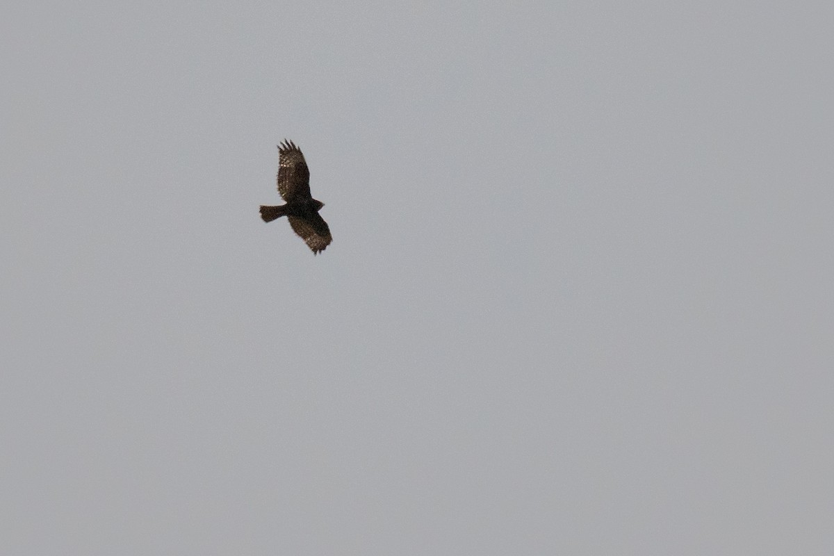 Red-tailed Hawk (Harlan's) - ML647269720