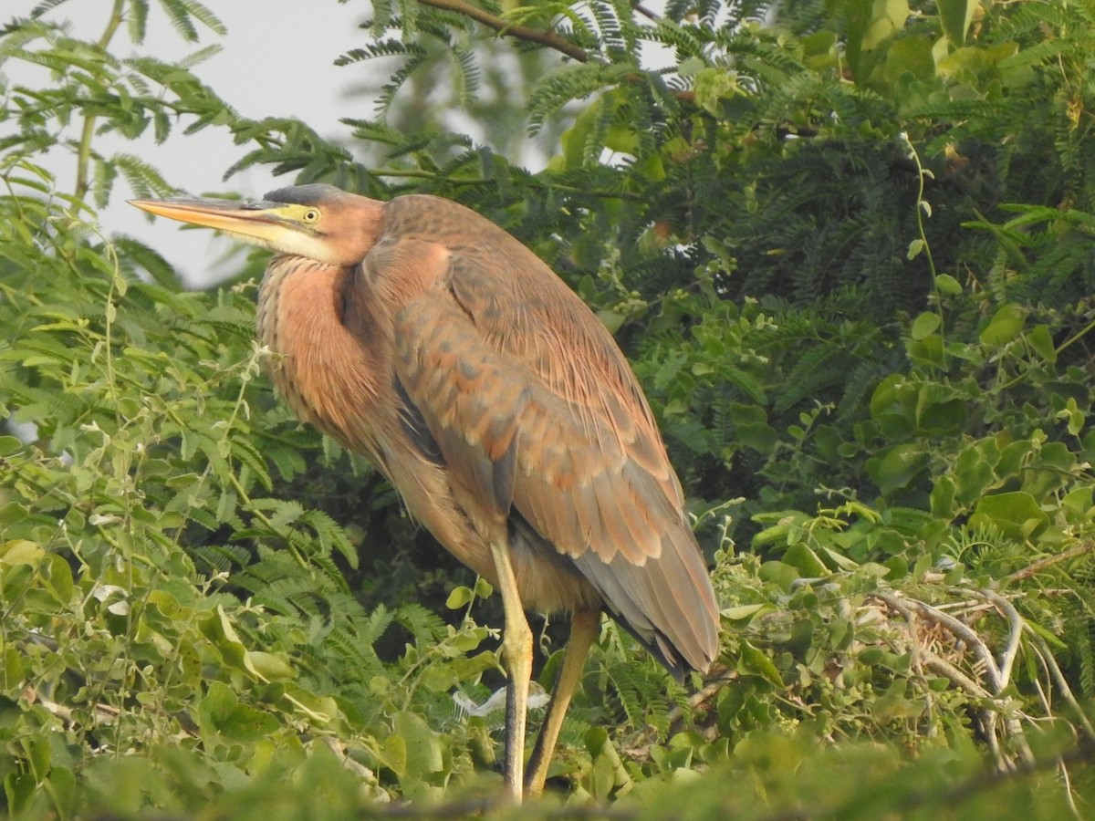 Purple Heron - ML647269726