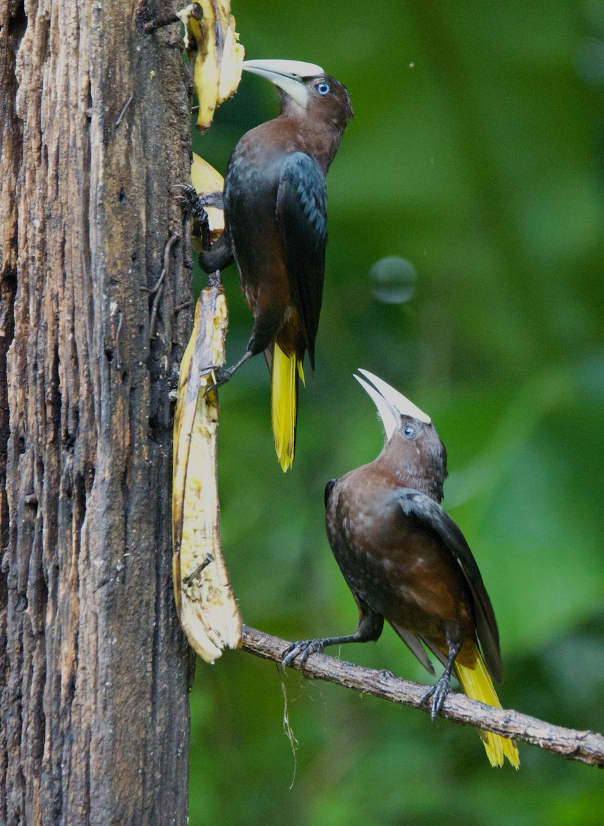Chestnut-headed Oropendola - ML647269727