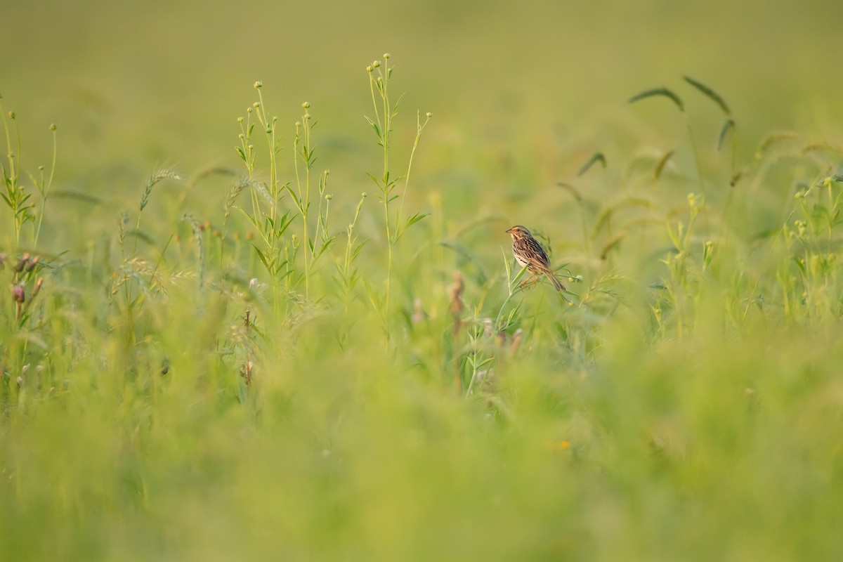 Пасовник савановий - ML647269740