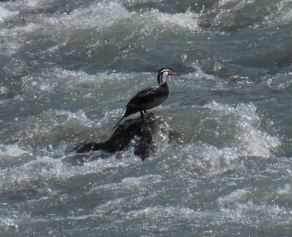 Torrent Duck - ML647269741