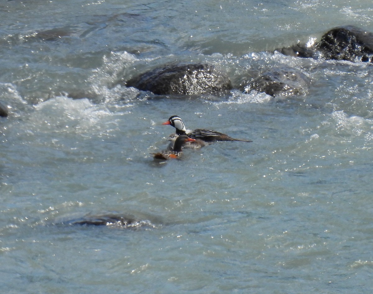 Torrent Duck - ML647269742