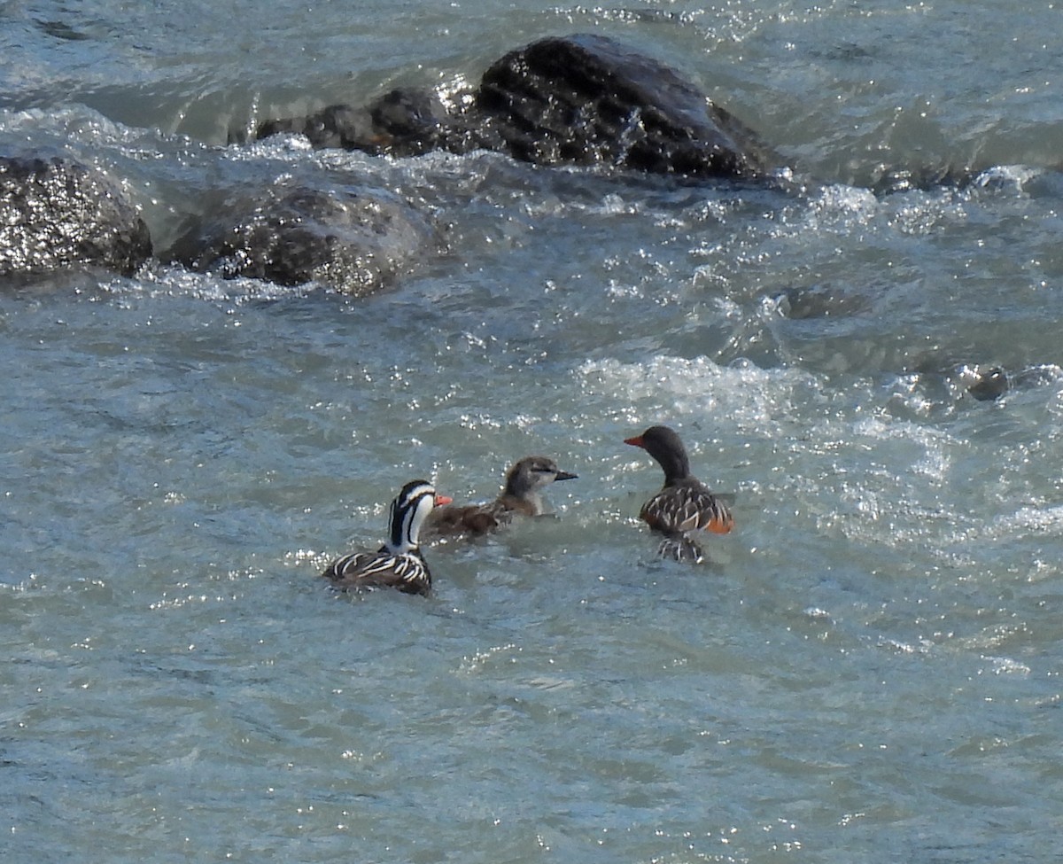 Torrent Duck - ML647269743