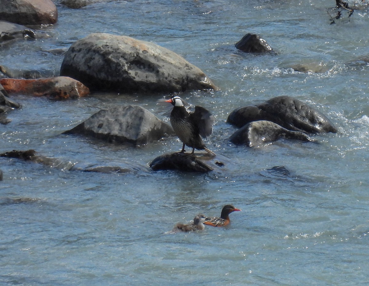 Torrent Duck - ML647269744