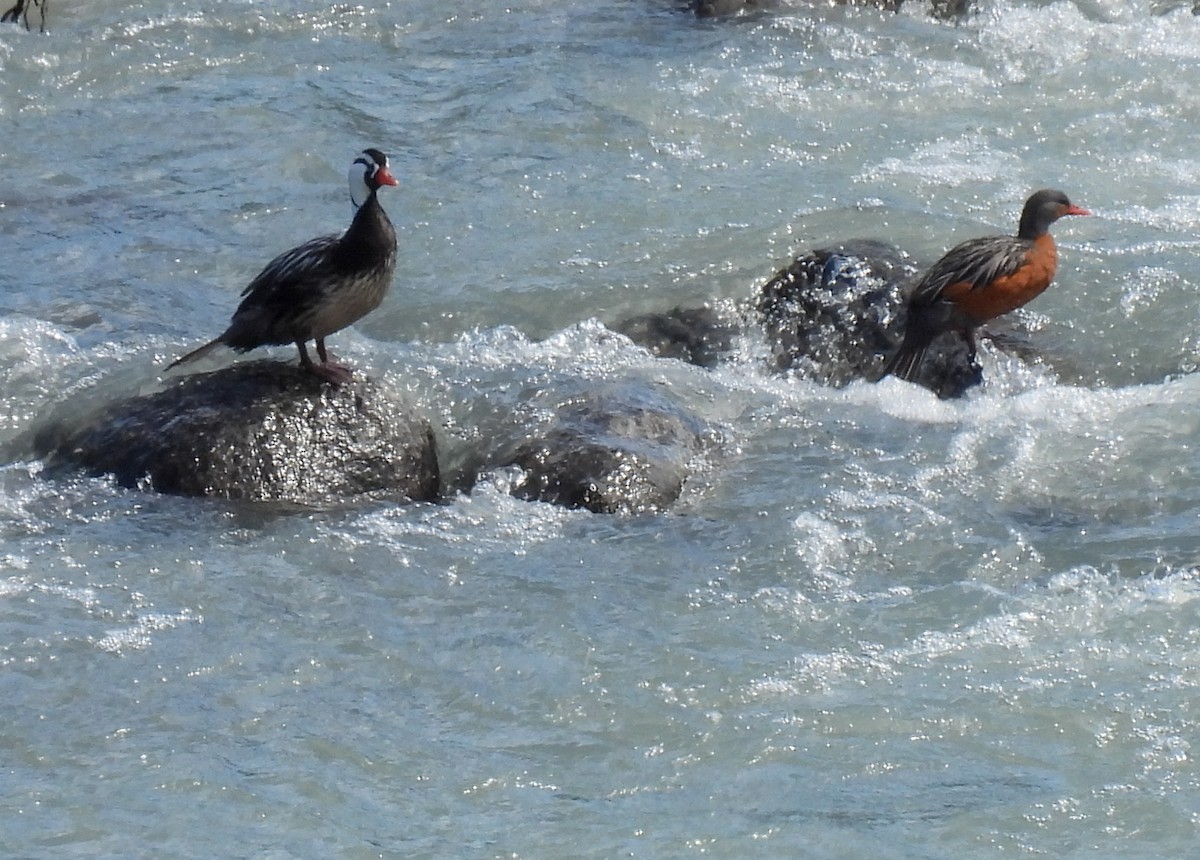 Torrent Duck - ML647269745