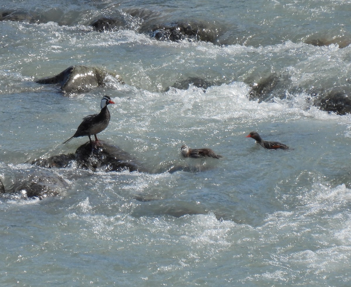 Torrent Duck - ML647269746