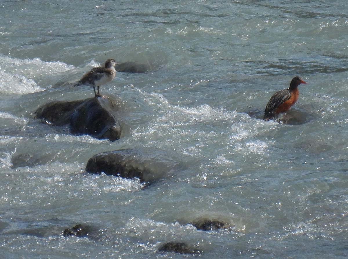 Torrent Duck - ML647269747