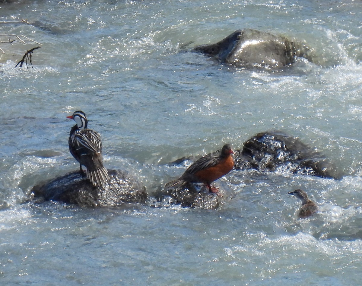 Torrent Duck - ML647269749