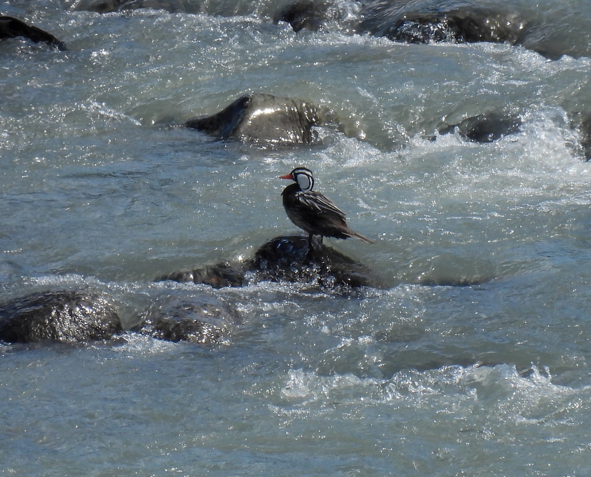 Torrent Duck - ML647269750