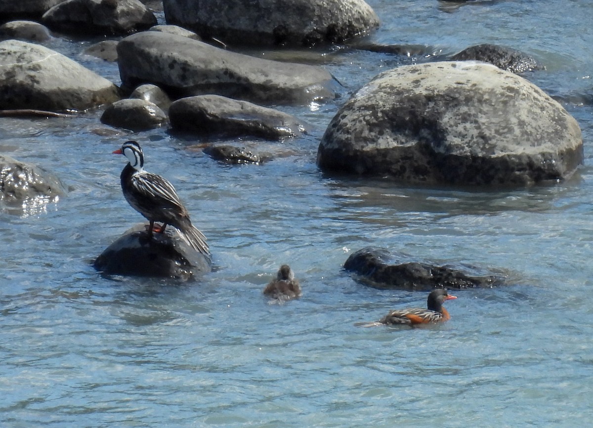 Torrent Duck - ML647269751