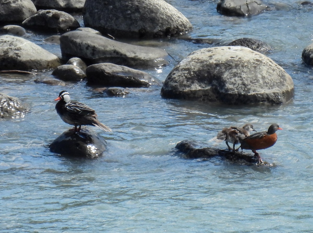 Torrent Duck - ML647269752