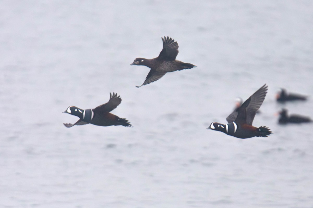 Harlequin Duck - ML647269754