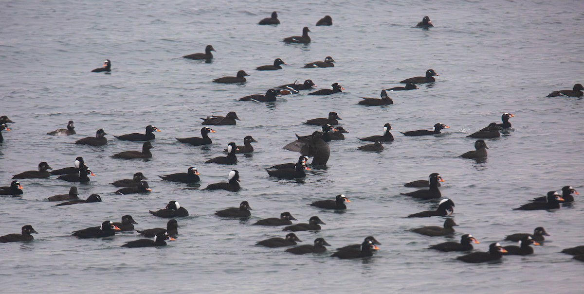 Surf Scoter - ML647269755