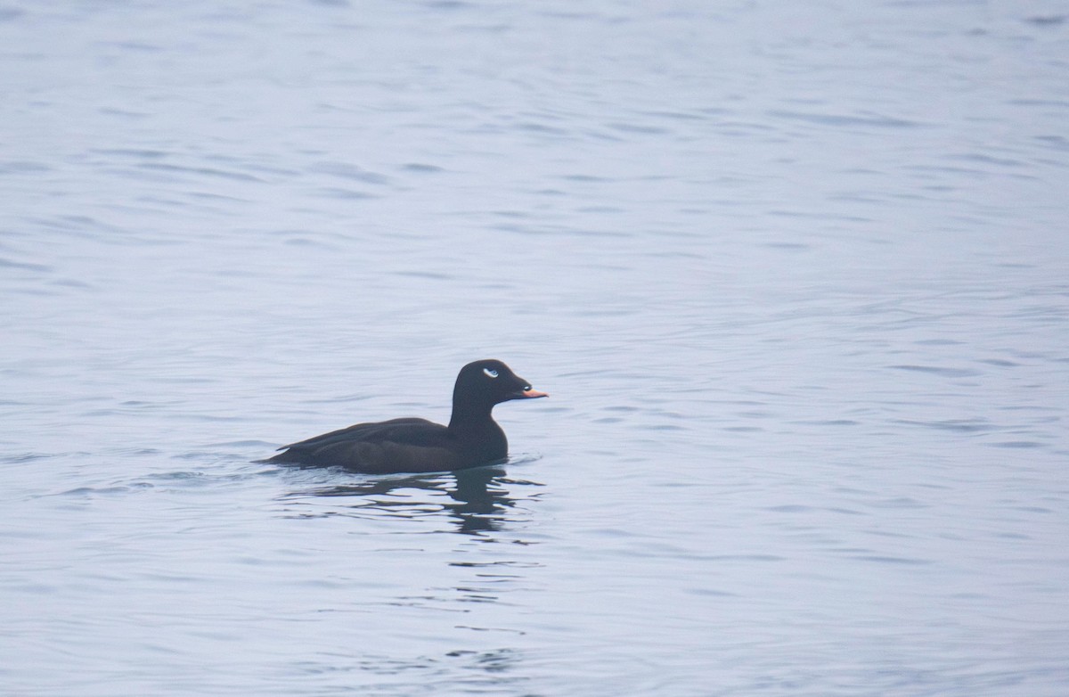 White-winged Scoter - ML647269756