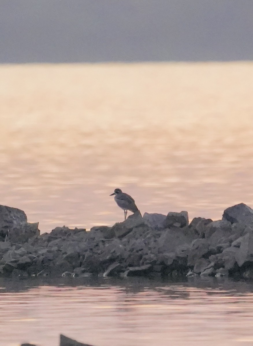 כרוון ענק - ML647269759