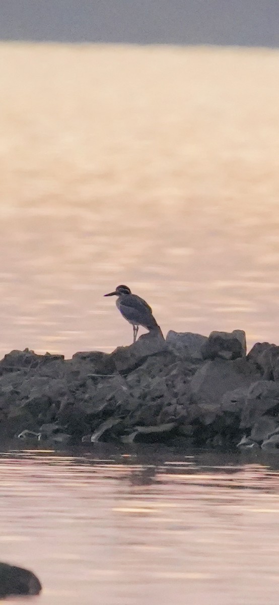 כרוון ענק - ML647269760