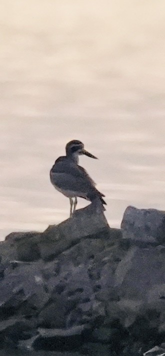 כרוון ענק - ML647269761