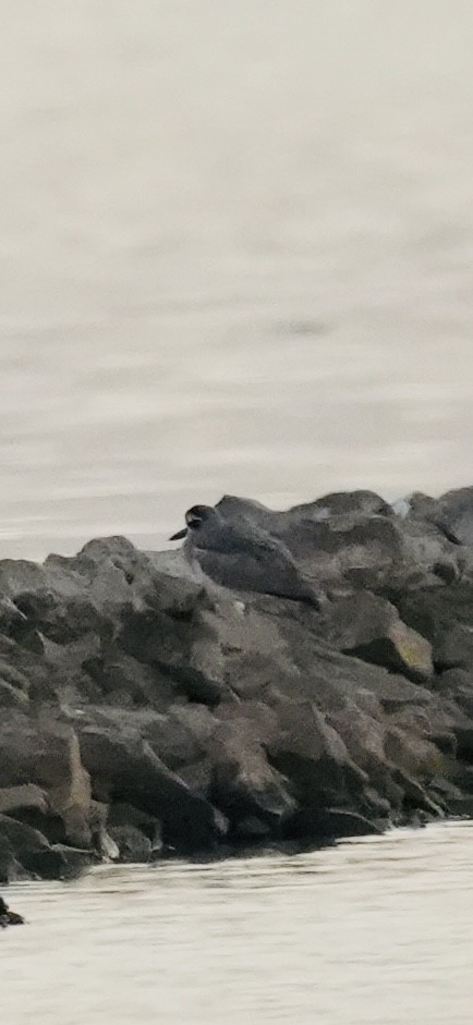 כרוון ענק - ML647269762