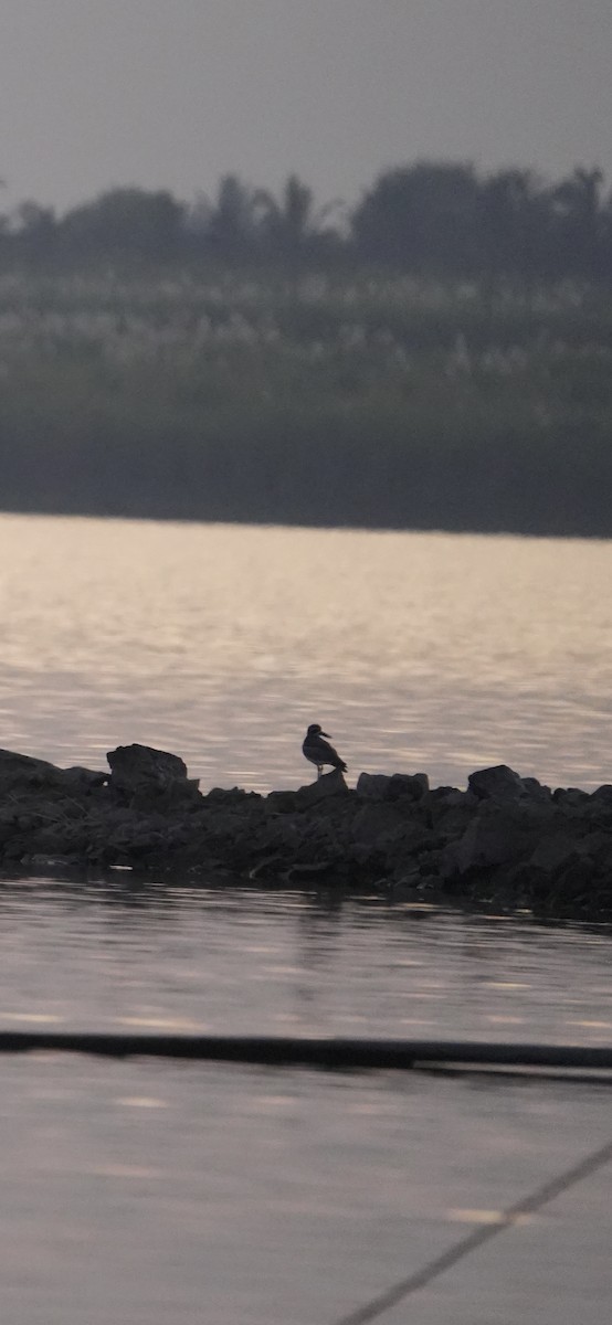 כרוון ענק - ML647269763