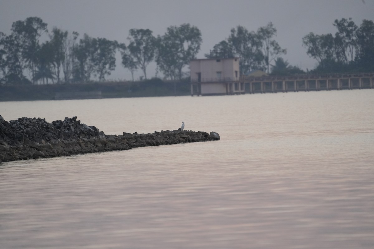 כרוון ענק - ML647269764