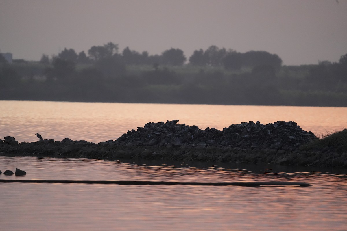 כרוון ענק - ML647269765